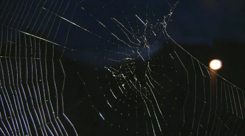 Spider Stock Footage 504480