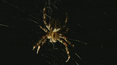 Spider Stock Footage 507241