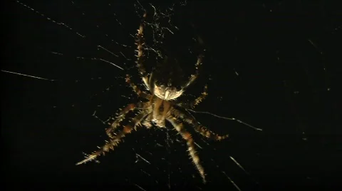 Spider Video stock 507250