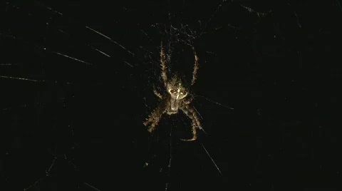 Spider Video stock 507325