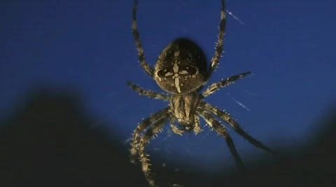 Spider Stock Footage 513331