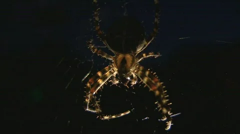 Spider Stock Footage 513387