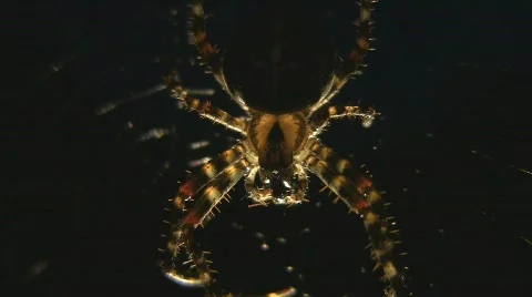 Spider Stock Footage 513396