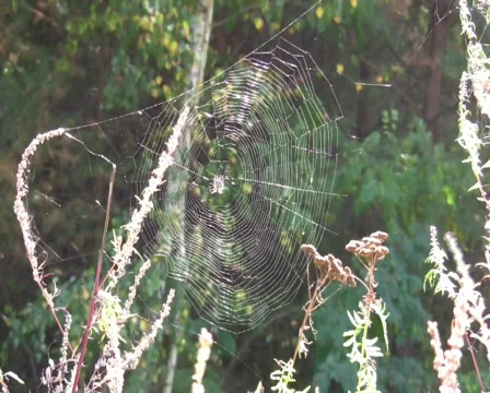 Spider Vídeo Stock 519915