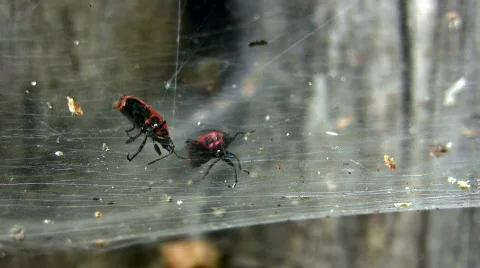 Spider Video stock 787155