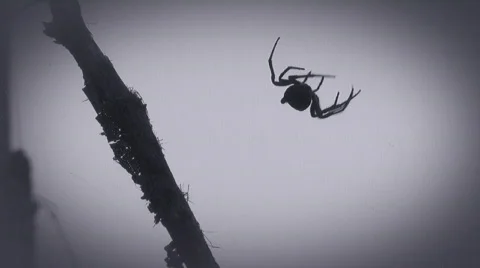 Spider Stock Footage