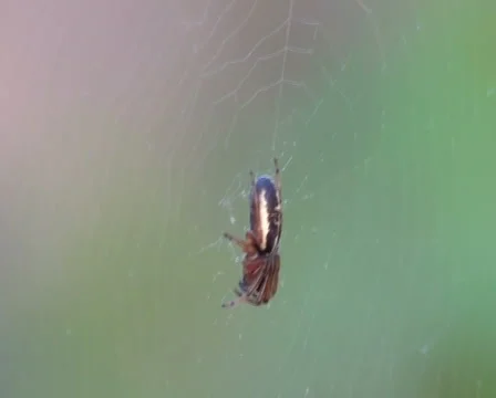 Spider Stock Footage 942887