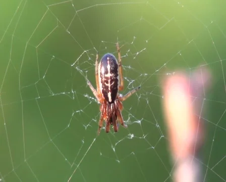 Spider Stock Footage 942919