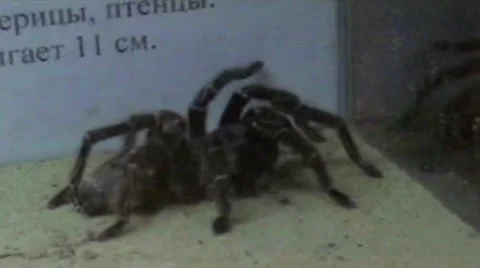 Spider Stock Footage 1917474