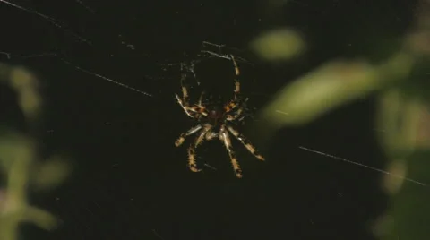 Spider Stock-Footage 2887013
