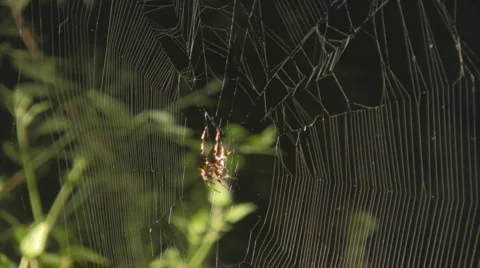 Spider Stock-Footage 2889168