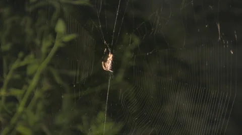 Spider Stock-Footage 2892787