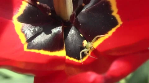 Spider Video stock 5089557