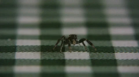 Spider Video stock 5261310