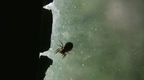 Spider Stock-Footage 5264498