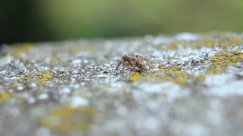 Spider 스톡 동영상 7761835