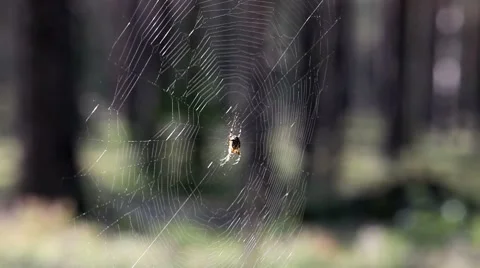 Spider Stock Footage 8568606