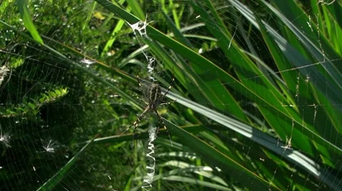 Spider Stock Footage 8601368