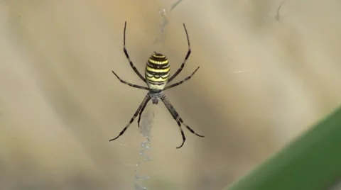 Spider Stock Footage 8601376