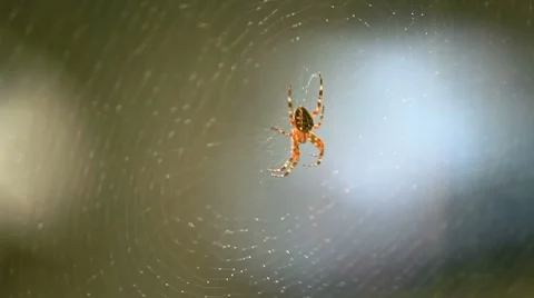 Spider Vídeo Stock 8680796