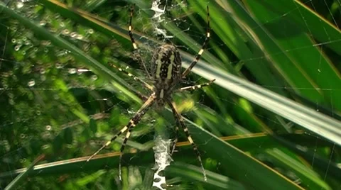 Spider Stock Footage 8833514