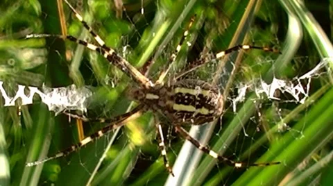 Spider Video stock 8833515