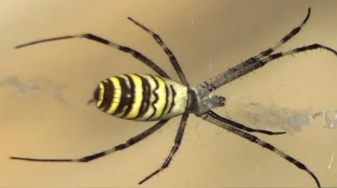 Spider Stock Footage 8833516
