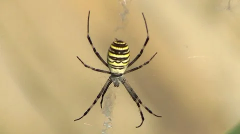 Spider Video stock 8833517