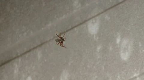 Spider Stock Footage 8906790