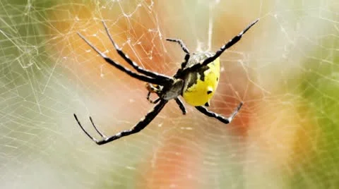 Spider Stock Footage 10831022