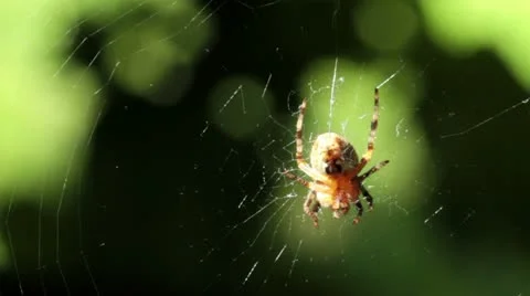 Spider Stock Footage 10839448