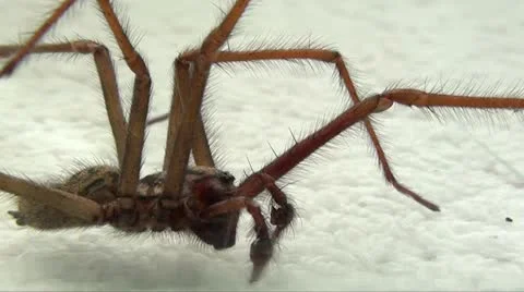 SPIDER Stock Footage 10876969