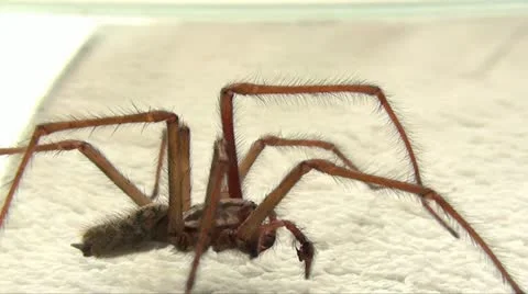 SPIDER Stock Footage 10877159