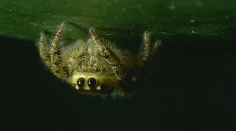 Spider Video stock 11423540