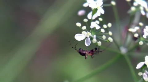 Spider Stock Footage 18134395