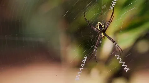 Spider Stock Footage 22069472