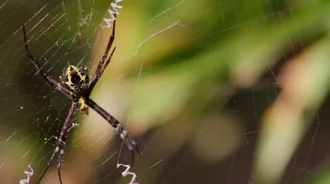 Spider Stock Footage 22069777