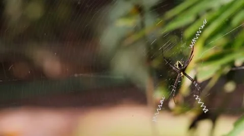 Spider Stock Footage 22069813