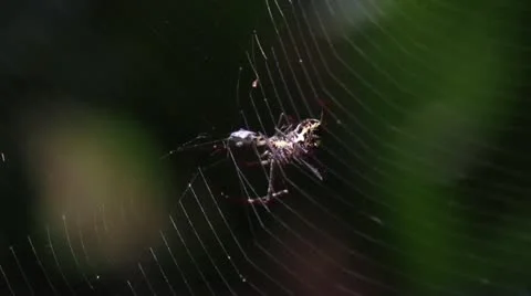 Spider Stock Footage 22069925