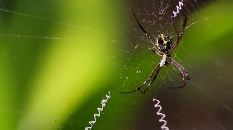 Spider Stock Footage 22069994