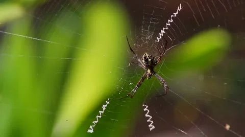 Spider Stock Footage 22069995