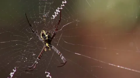 Spider Stock Footage 22070002