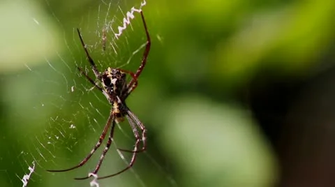 Spider Video stock 22070004