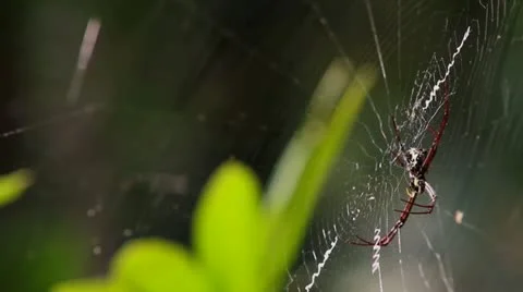 Spider Stock Footage 22070015