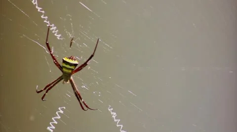 Spider Stock Footage 22070018