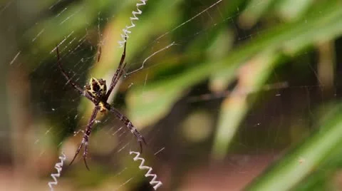 Spider Stock Footage 22070038