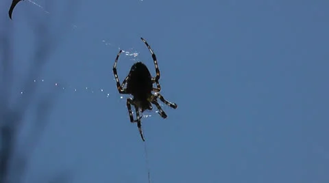 Spider 動画素材 22826241