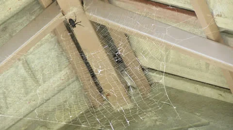 Spider Видео 23572729