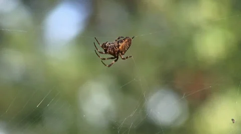 Spider Stock Footage 27429137