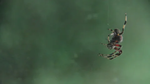 Spider 스톡 동영상 29646501